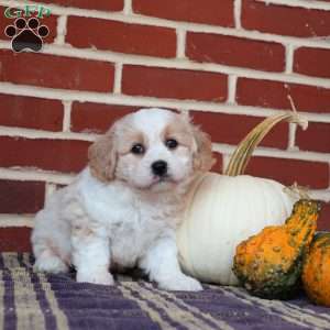 Archer, Cavachon Puppy